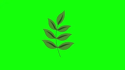 Green Leaf and Screen on Green Screen Background Horizontal 16:9 스톡 동영상 339328296