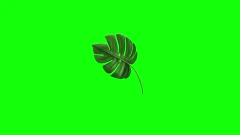 Green Leaf and Screen on Green Screen Background Horizontal 16:9 스톡 동영상 339328507