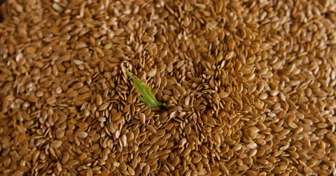 Green leaf and seeds Stock Footage 68147964