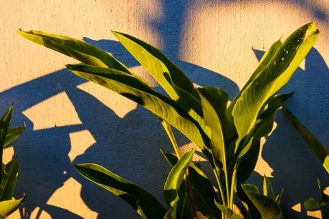 Green leaf and shadow on wall Stock Photos