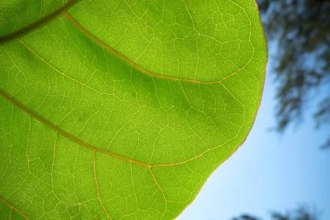 Green Leaf and sky Stock Photos