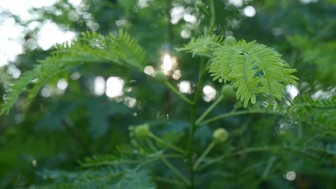 Green leaf and sun bokeh nature footage video clip Stock Footage 97614344