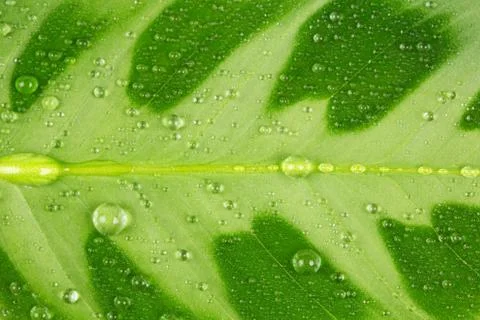 Green leaf and water drop Stock Photos