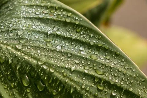 Green leaf and water drops in the garden Stock Photos