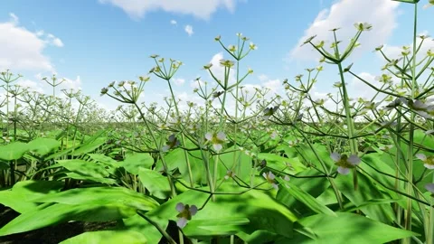 Green Leaf and White color Flower Stock Footage 337949059