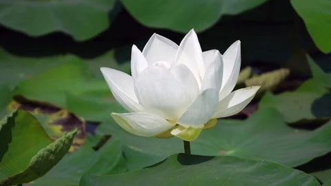 Green leaf and white lotus flower in water pond garden decorative Stock Footage 76237830