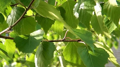 Green-leaf and wind Stock-Footage 32905863
