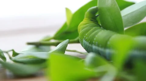 Green leaf and worm on book background Stock Footage 55407436