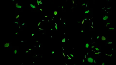 Green leaf animation falling with black background Stock Footage 336000137