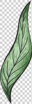 Green leaf is appearing in flat illustration with veins and gradient on Stock Illustration