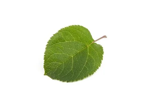 Green leaf of apple tree close up isolated on white background Foto stock