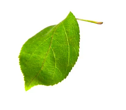 Green leaf of apple tree isolated on white. Foto stock