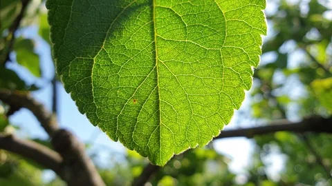Green leaf on an apple tree. Leaf in the close-up Stock Footage 110227534