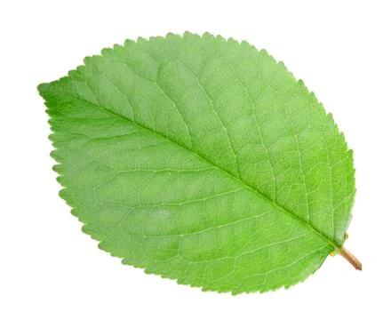 Green leaf of apple-tree Stock Photos