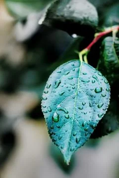 Green leaf of Apple tree with rain drops Stock-Fotos