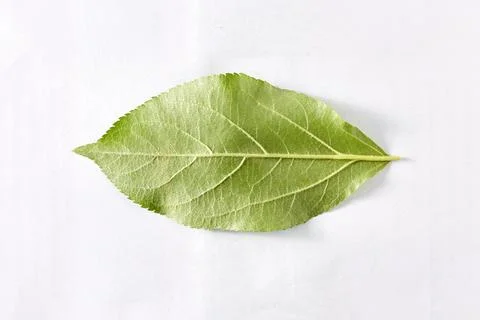 The green leaf of an apple tree on a white background taken in close-up can b Stock Photos