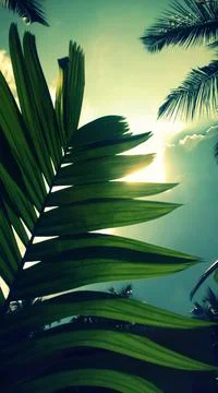 A green leaf of an arecanut tree Stock Photos