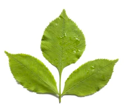 Green leaf of ash tree isolated on white background Stock Photos