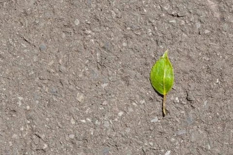 Green leaf on the asphalt, background Foto stock