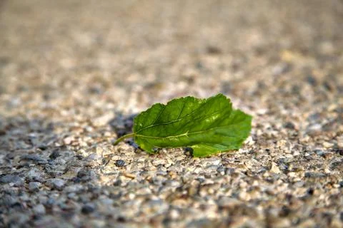 Green leaf on the asphalt at sunset Stock Photos