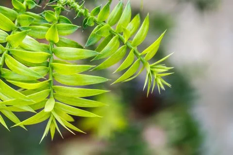 Green leaf bacground Stock Photos