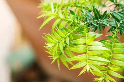 Green leaf bacground Fotos Stock