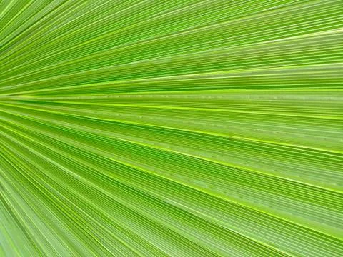Green leaf bacground Stock Photos