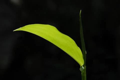 Green leaf with back light on black background Stock Photos
