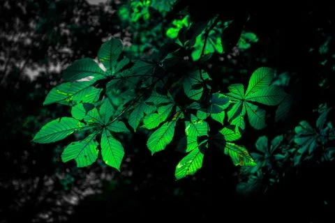 Green leaf with back light Stock Photos