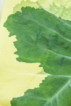 Green leaf backdrop or background Stock Photos