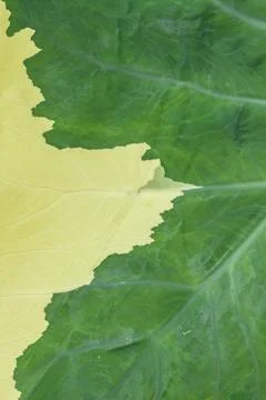 Green leaf backdrop or background Stock Photos