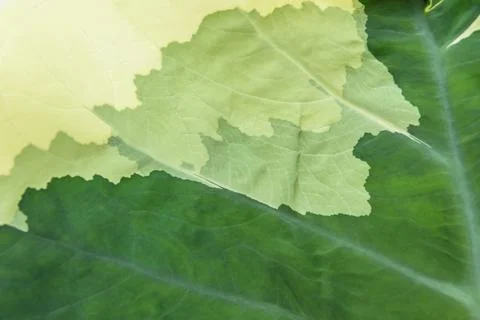 Green leaf backdrop or background Foto stock