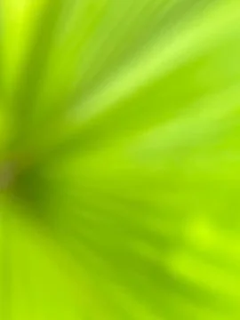 Green leaf background-1 (5) Stock Photos