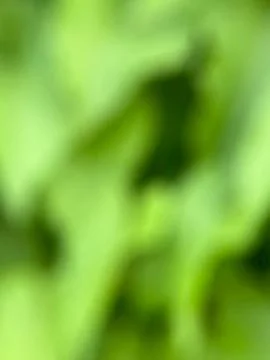 Green leaf background-1 (6) Stock Photos