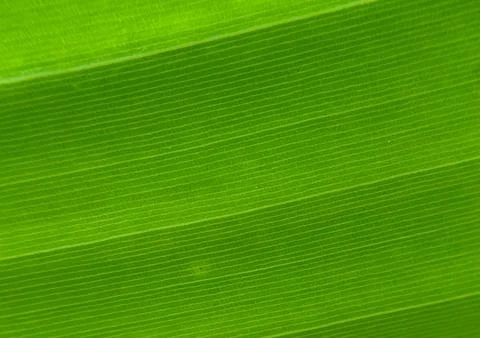 Green leaf background-1 Stock Photos