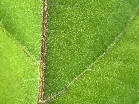 Green leaf background (1) Stock Photos