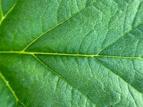 Green leaf background (13) Stock Photos