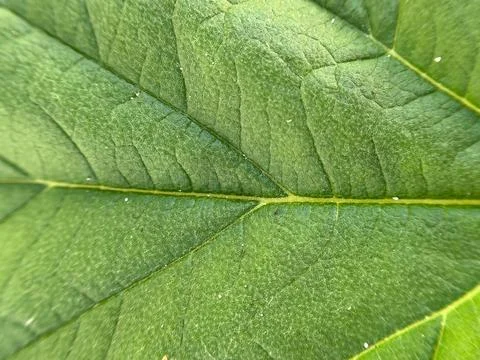 Green leaf background (15) Stock Photos