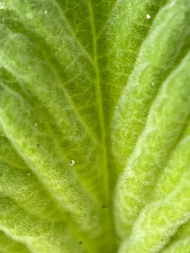 Green leaf background (16) Stock Photos