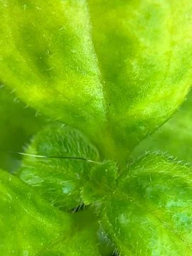 Green leaf background (2) Stock Photos