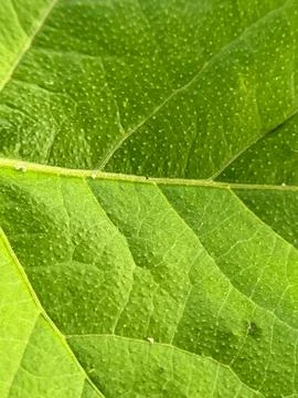 Green leaf background (3) Stock Photos