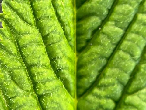 Green leaf background (5) Stock Photos