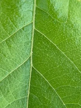 Green leaf background (6) Stock Photos