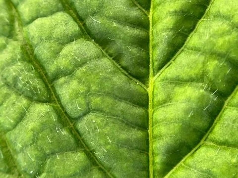 Green leaf background (7) Stock Photos
