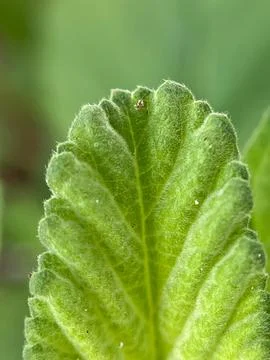 Green leaf background (8) Stock Photos