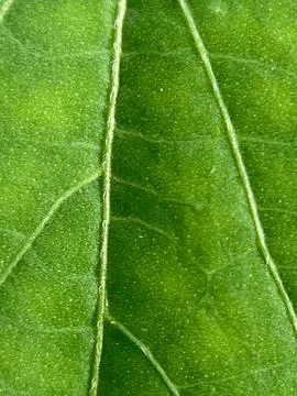 Green leaf background (9) Stock Photos