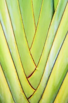 Green leaf background abstract Stock Photos