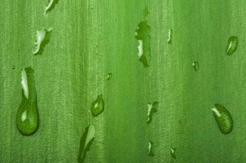 Green leaf background and drops Foto stock