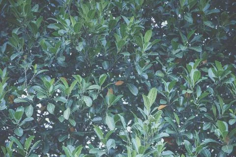Green leaf background, dark tone Stock Photos