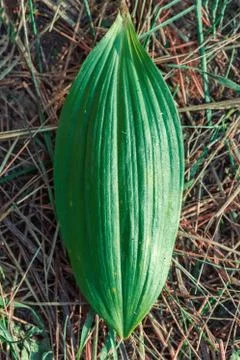 Green leaf on a background of dry pine needles Stock Photos